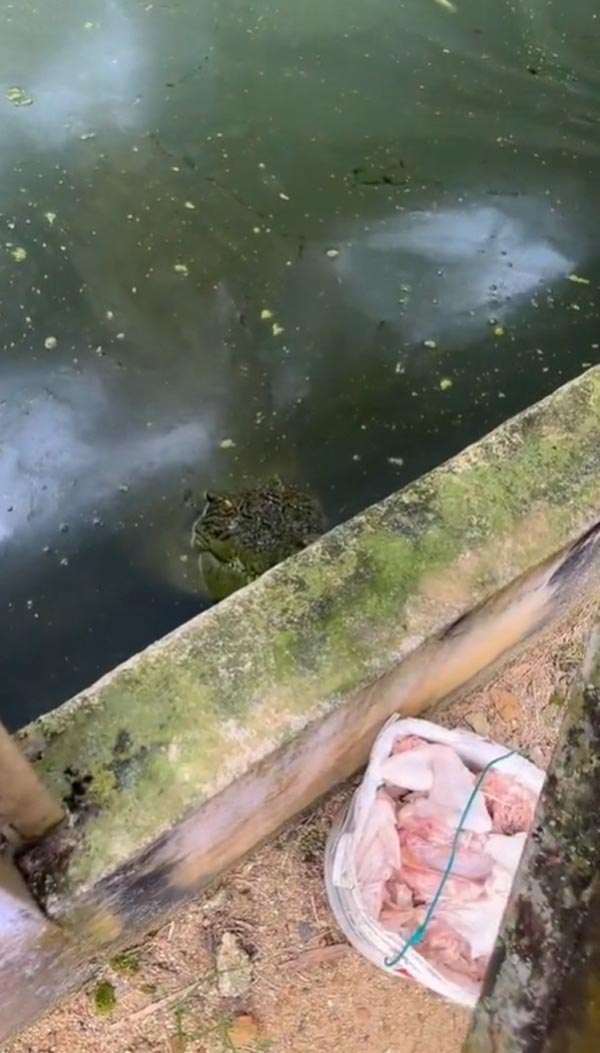 เลี้ยงจระเข้ เลี้ยงจระเข้