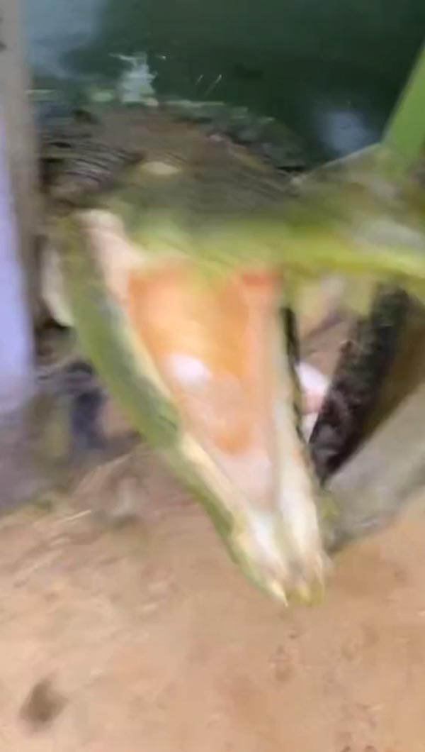 เลี้ยงจระเข้ เลี้ยงจระเข้