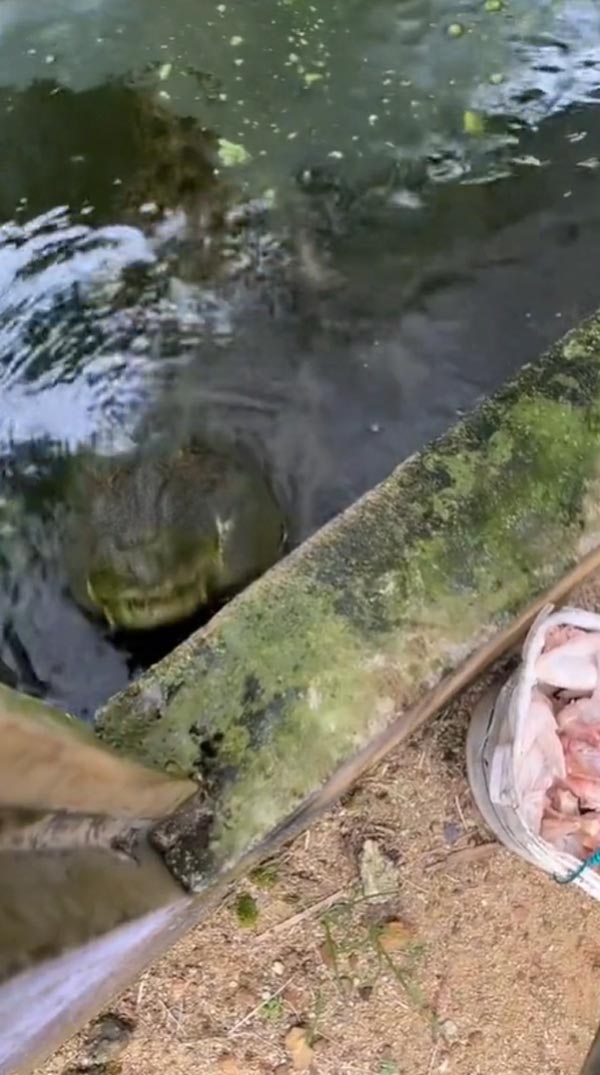 เลี้ยงจระเข้ เลี้ยงจระเข้