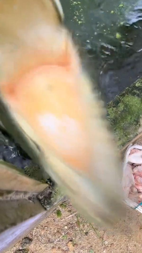 เลี้ยงจระเข้ เลี้ยงจระเข้