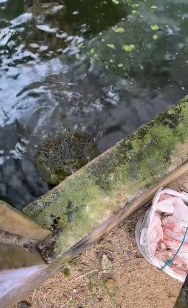 เลี้ยงจระเข้ เลี้ยงจระเข้