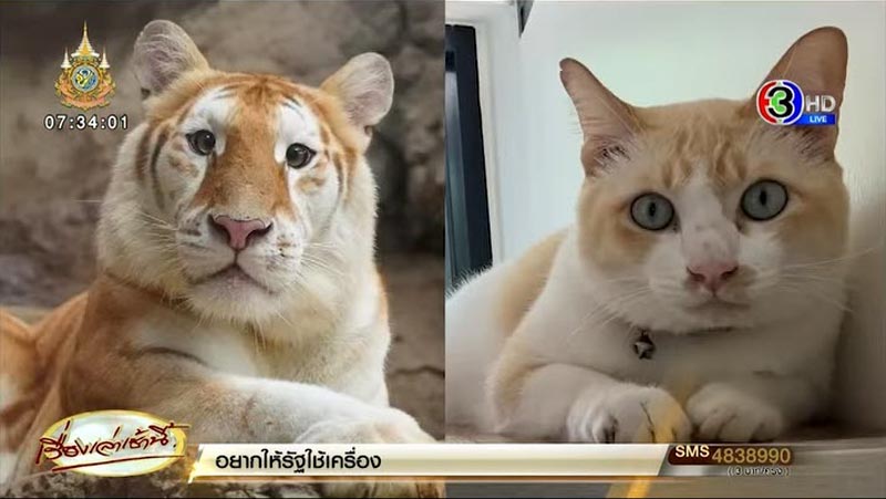 น้องเอวา เสือโคร่งสีทอง เหมือนแมวส้ม น้องเอวา เสือโคร่งสีทอง เหมือนแมวส้ม