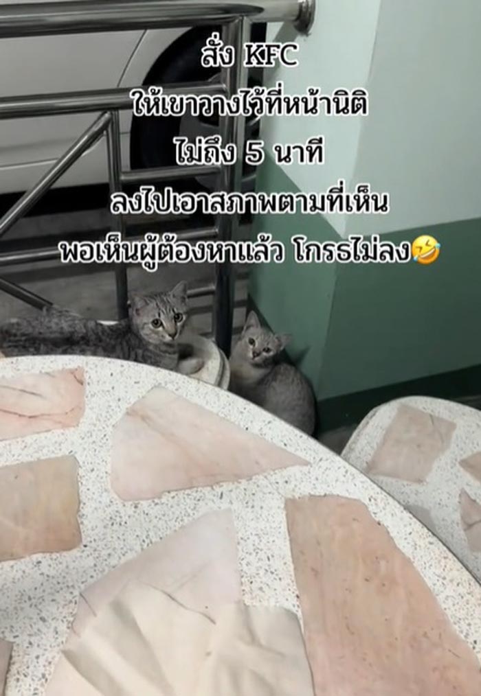 แมวขโมย KFC แมวขโมย KFC
