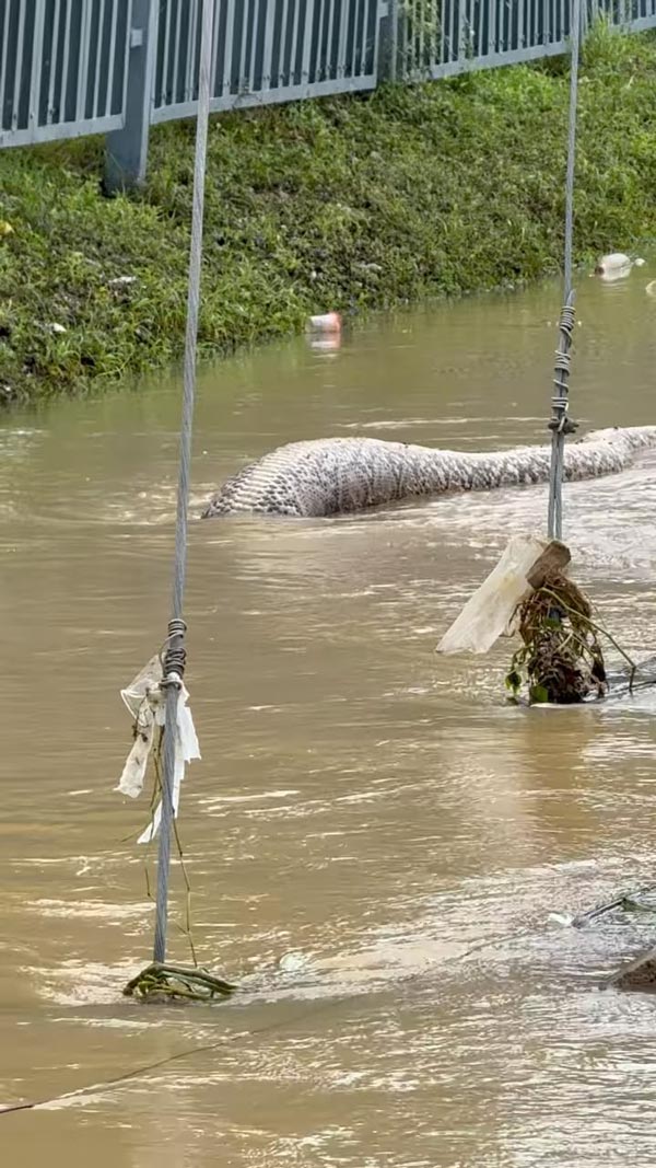 สัตว์ตัวใหญ่เบิ้ม โผล่มากับน้ำท่วม สัตว์ตัวใหญ่เบิ้ม โผล่มากับน้ำท่วม