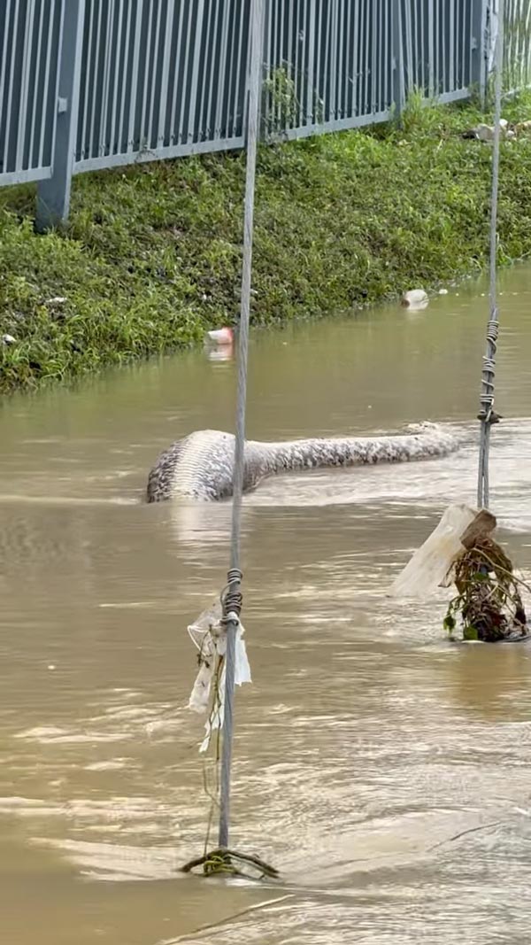 สัตว์โผล่มากับน้ำท่วม สัตว์โผล่มากับน้ำท่วม
