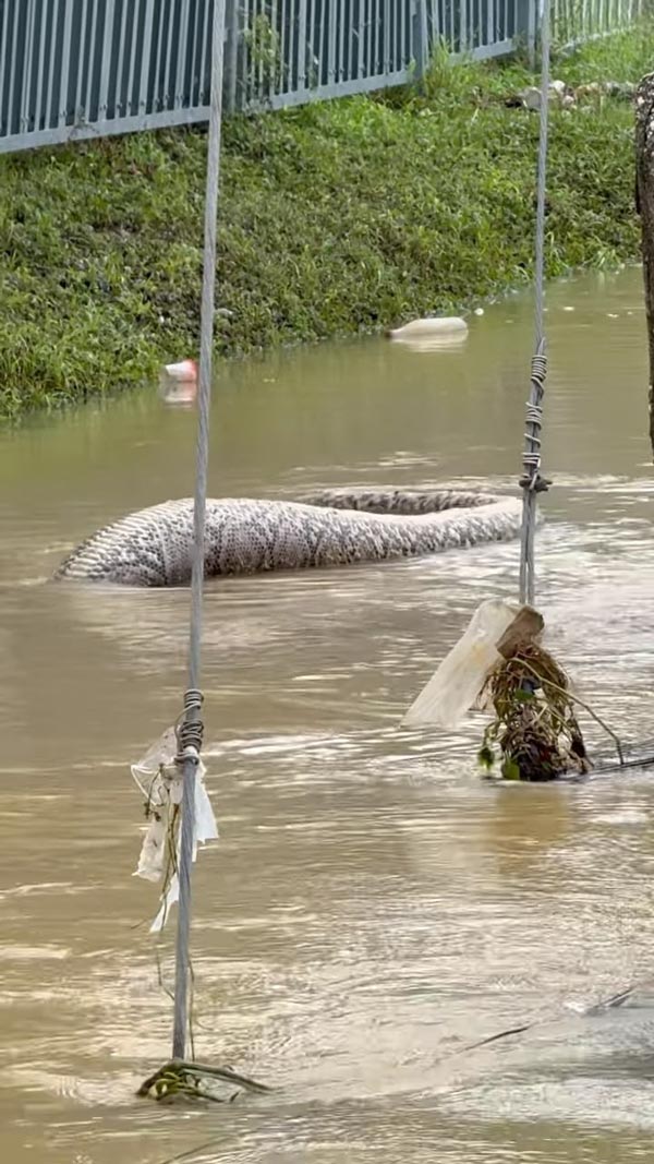 ตัวอะไรไซซ์ใหญ่เบิ้ม โผล่มากับน้ำท่วม ตัวอะไรไซซ์ใหญ่เบิ้ม โผล่มากับน้ำท่วม