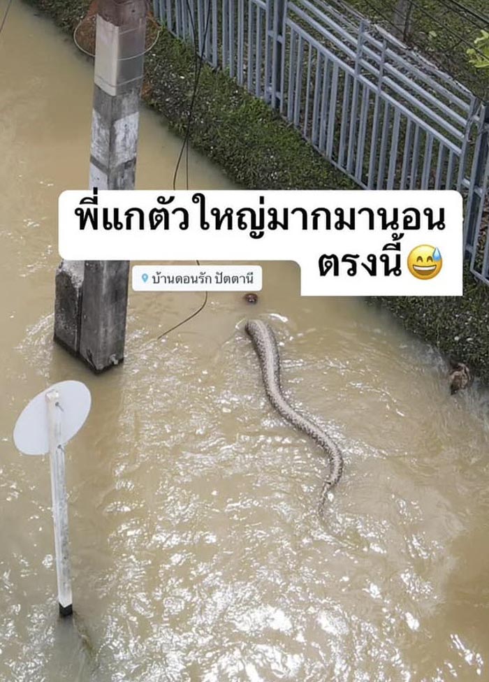 สัตว์ปริศนาไซซ์ใหญ่เบิ้ม โผล่มากับน้ำท่วม สัตว์ปริศนาไซซ์ใหญ่เบิ้ม โผล่มากับน้ำท่วม