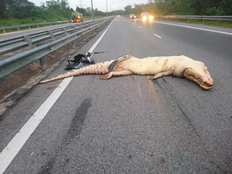 จระเข้ ถูกรถชน จระเข้ ถูกรถชน