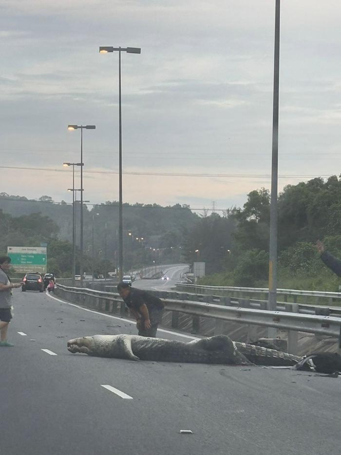 จระเข้ ถูกรถชน จระเข้ ถูกรถชน