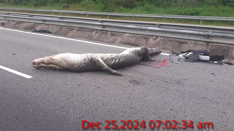 จระเข้ ถูกรถชน จระเข้ ถูกรถชน