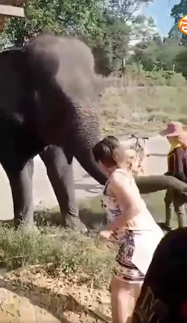 ช้างเหยียบคนตาย ช้างเหยียบคนตาย