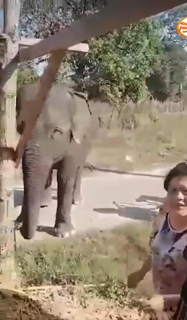 ช้างเหยียบคนตาย ช้างเหยียบคนตาย