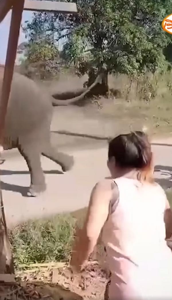 ช้างเหยียบคนตาย ช้างเหยียบคนตาย