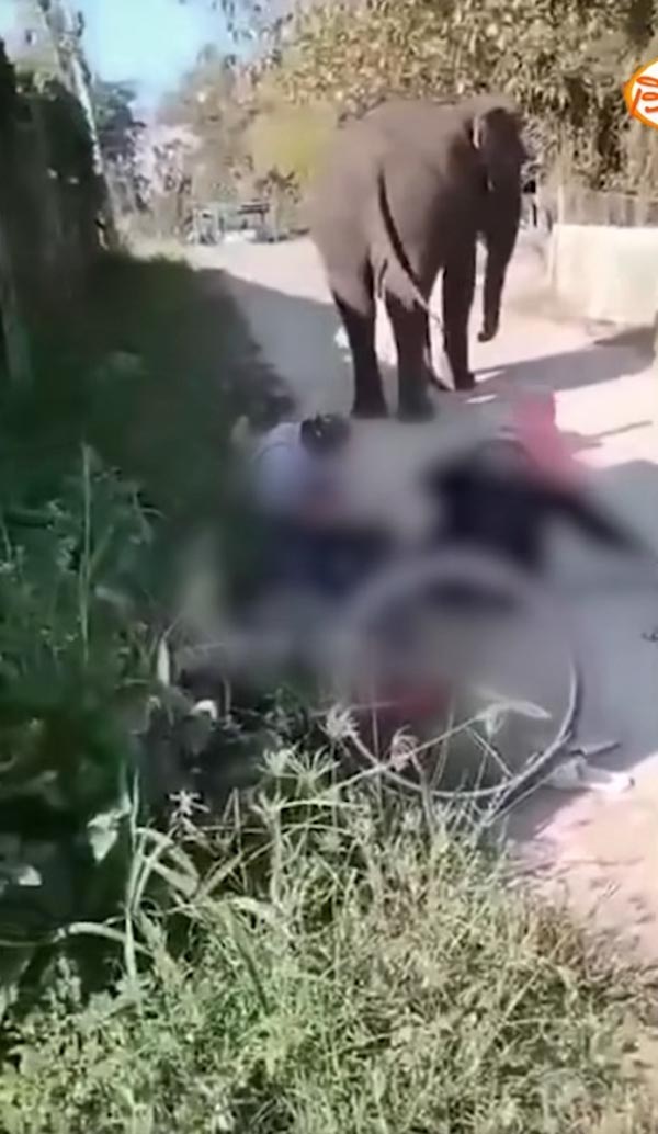 ช้างเหยียบคนตาย ช้างเหยียบคนตาย