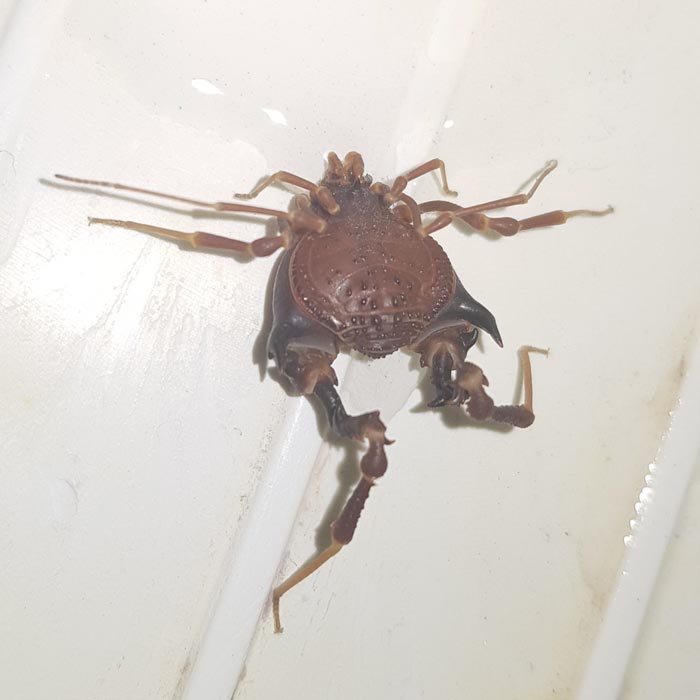 สัตว์ประหลาด สัตว์ประหลาด