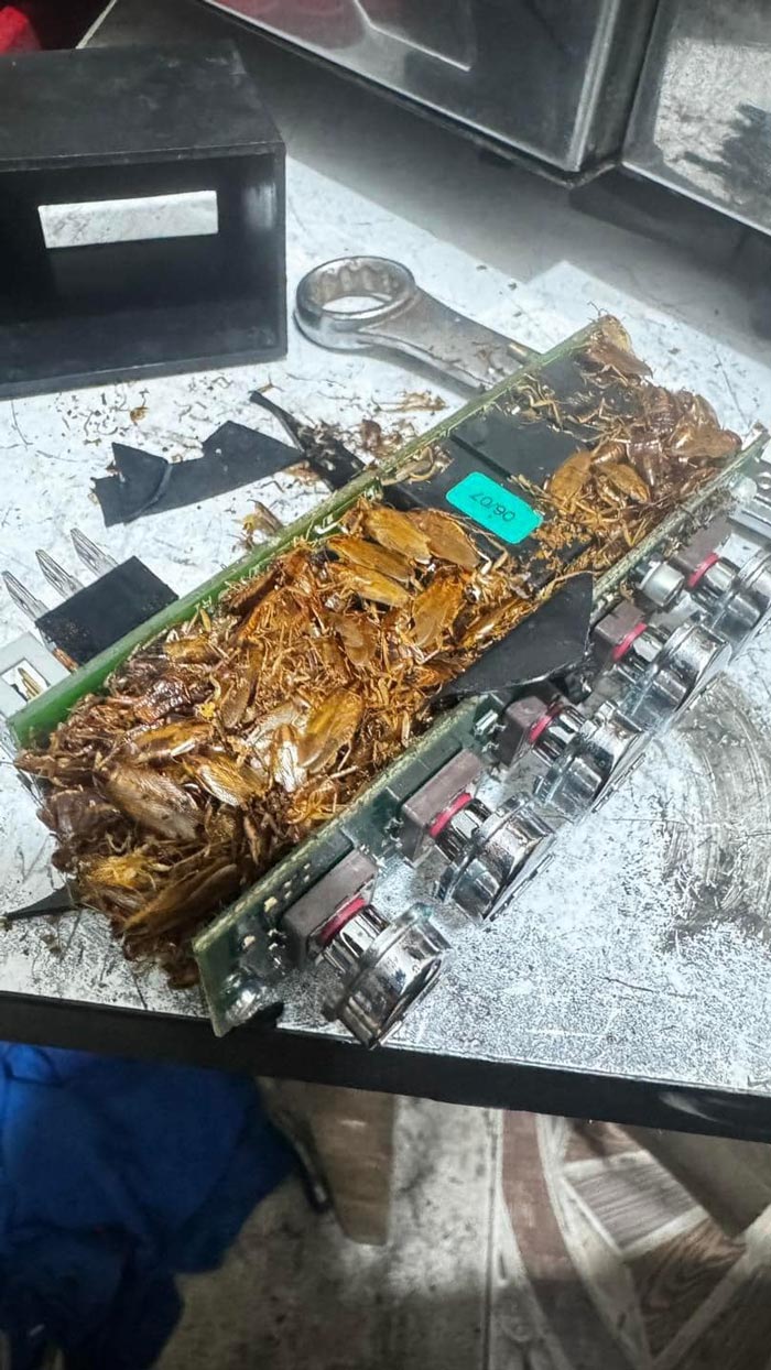 แมลงสาบในเครื่องชงกาแฟ แมลงสาบในเครื่องชงกาแฟ