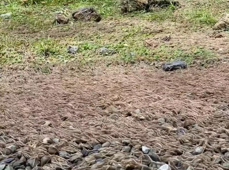 กิ้งกือ กิ้งกือ