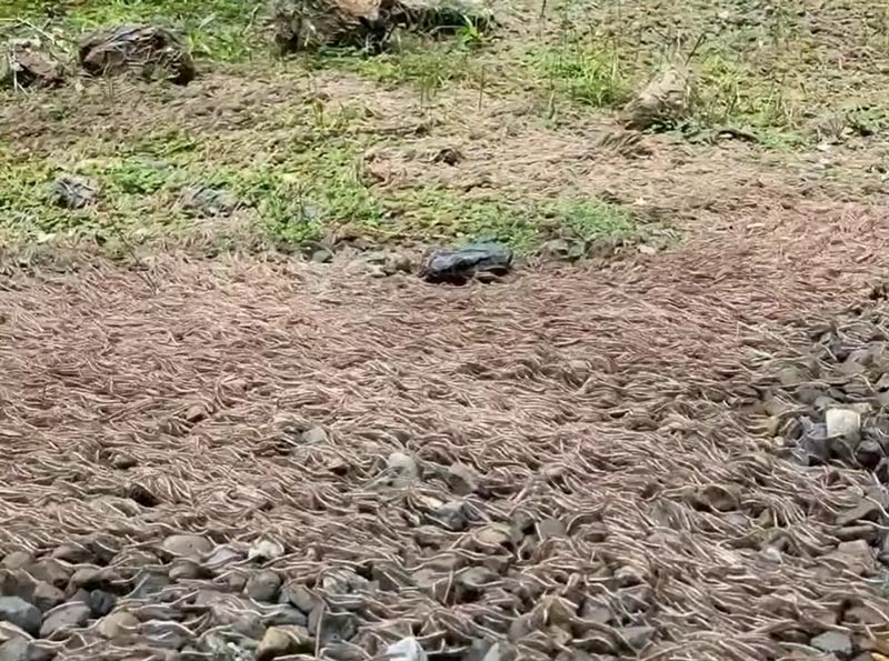 กิ้งกือ กิ้งกือ