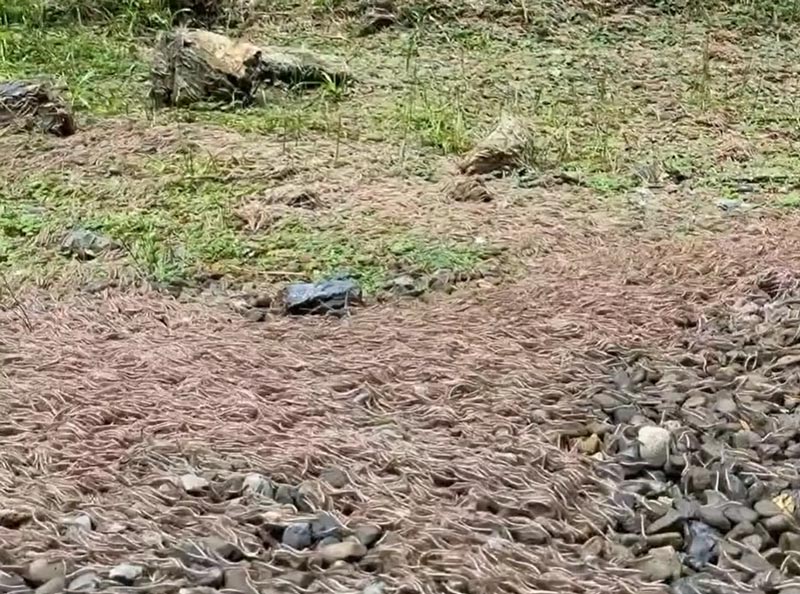 กิ้งกือ กิ้งกือ