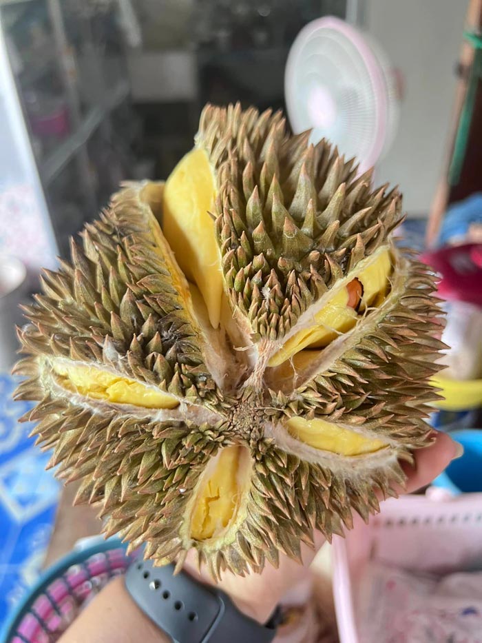 ทุเรียนมีรา ทุเรียนมีรา