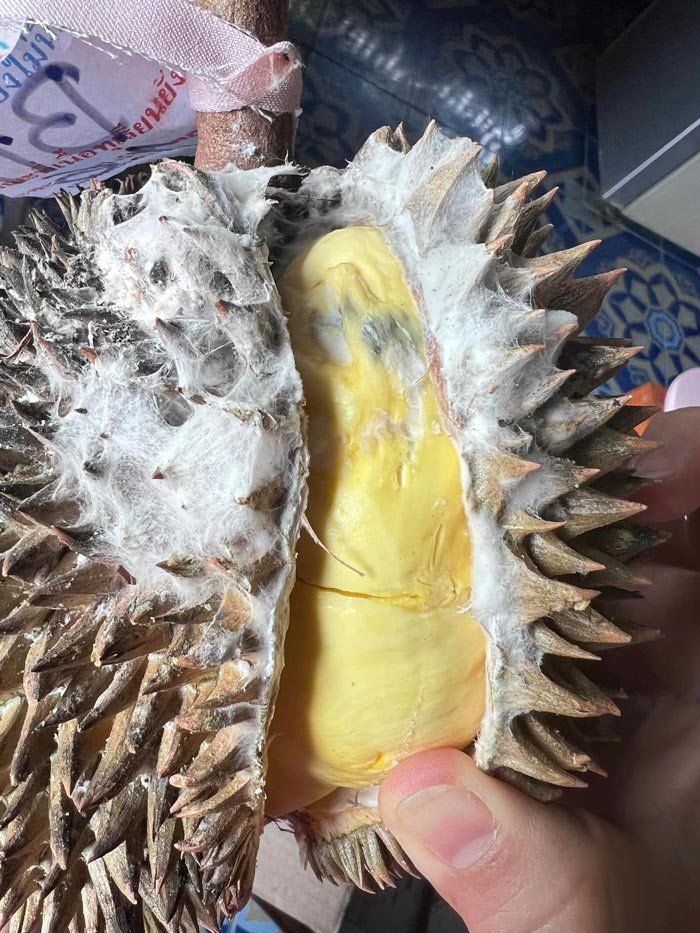 ทุเรียนมีรา ทุเรียนมีรา