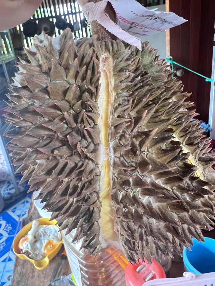 ทุเรียนมีรา ทุเรียนมีรา