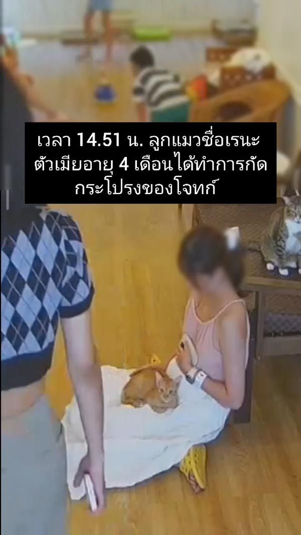 ฟ้องคาเฟ่แมว ลูกค้าโดนแมวกัด ฟ้องคาเฟ่แมว ลูกค้าโดนแมวกัด