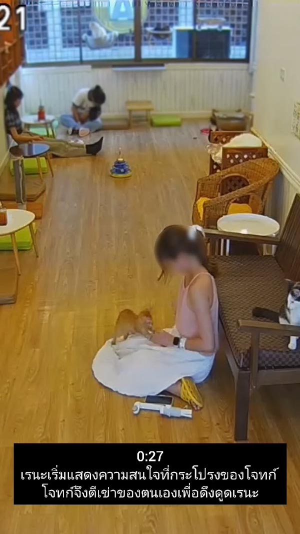 ฟ้องคาเฟ่แมว ลูกค้าโดนแมวกัด ฟ้องคาเฟ่แมว ลูกค้าโดนแมวกัด