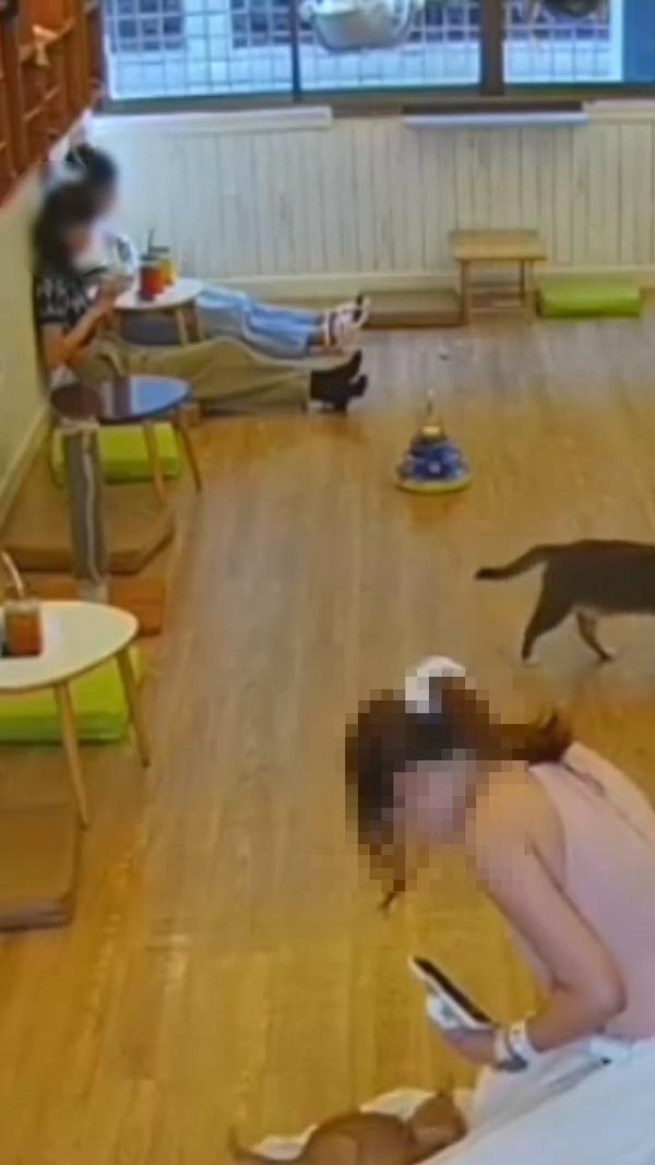 ฟ้องคาเฟ่แมว ลูกค้าโดนแมวกัด ฟ้องคาเฟ่แมว ลูกค้าโดนแมวกัด