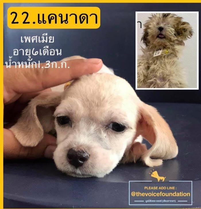 ต๊ะ นารากร รับเลี้ยงสุนัข ต๊ะ นารากร รับเลี้ยงสุนัข