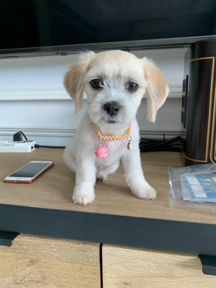 ต๊ะ นารากร รับเลี้ยงสุนัข ต๊ะ นารากร รับเลี้ยงสุนัข