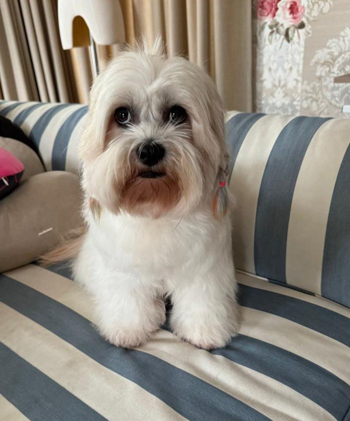 ต๊ะ นารากร รับเลี้ยงสุนัข ต๊ะ นารากร รับเลี้ยงสุนัข