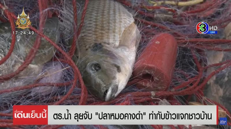 ปัญหาปลาหมอคางดำ ปัญหาปลาหมอคางดำ
