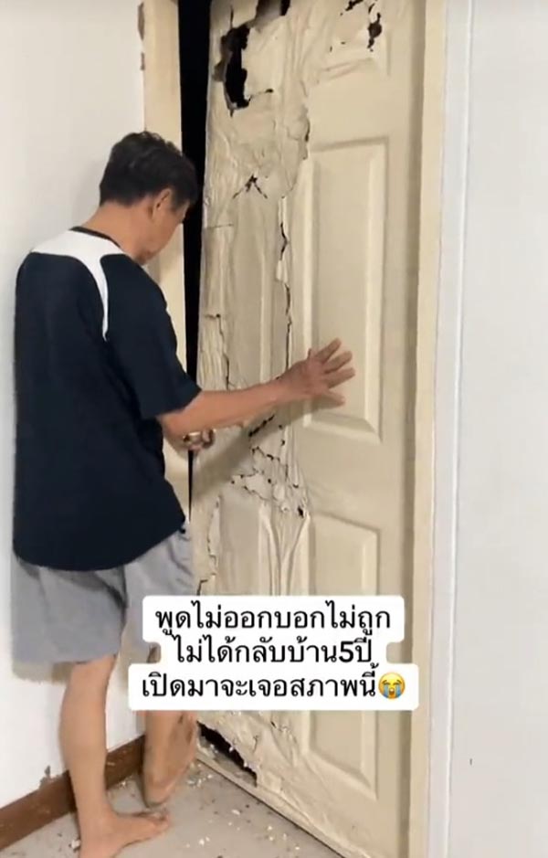 ปลวกกินบ้าน ปลวกกินบ้าน