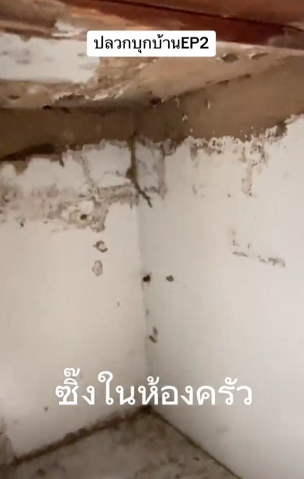 ปลวกกินบ้าน ปลวกกินบ้าน