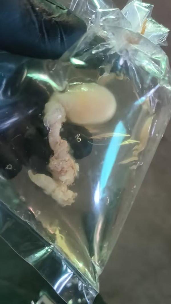 ไข่ไก่ ไข่ไก่