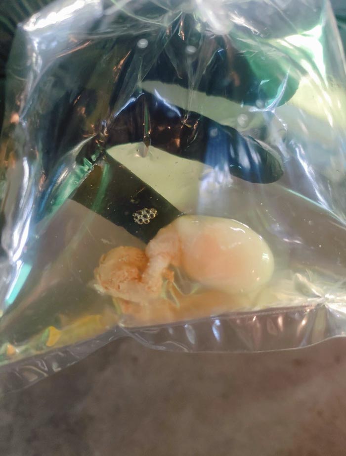 ไข่ไก่ ไข่ไก่