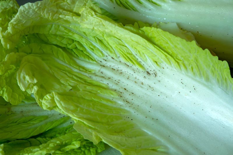 จุดดำบนผักกาดขาว จุดดำบนผักกาดขาว