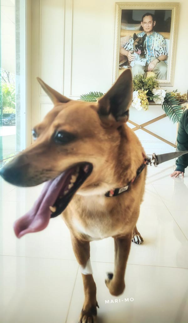 พระองค์เจ้าสิริภาจุฑาภรณ์ ทรงรับอุปการะเจ้าหมูแดง พระองค์เจ้าสิริภาจุฑาภรณ์ ทรงรับอุปการะเจ้าหมูแดง