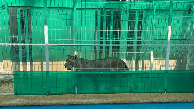 สิงโตคำรามลั่นทั้งคืน ไม่ได้หลับได้นอน สิงโตคำรามลั่นทั้งคืน ไม่ได้หลับได้นอน