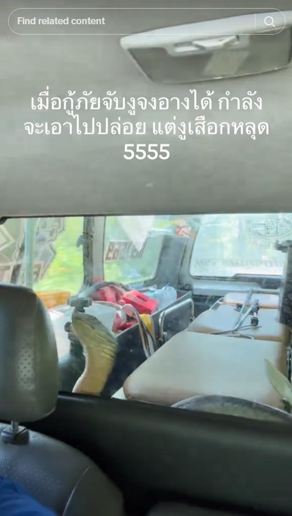 จงอาง 3 เมตร หลุด จงอาง 3 เมตร หลุด