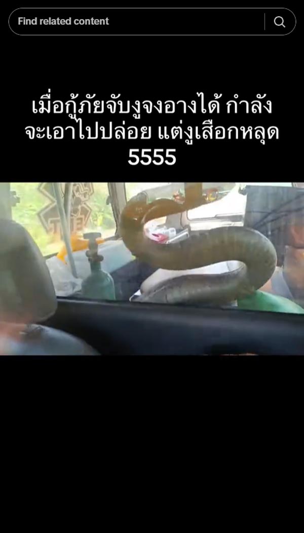 จงอาง 3 เมตร หลุด จงอาง 3 เมตร หลุด