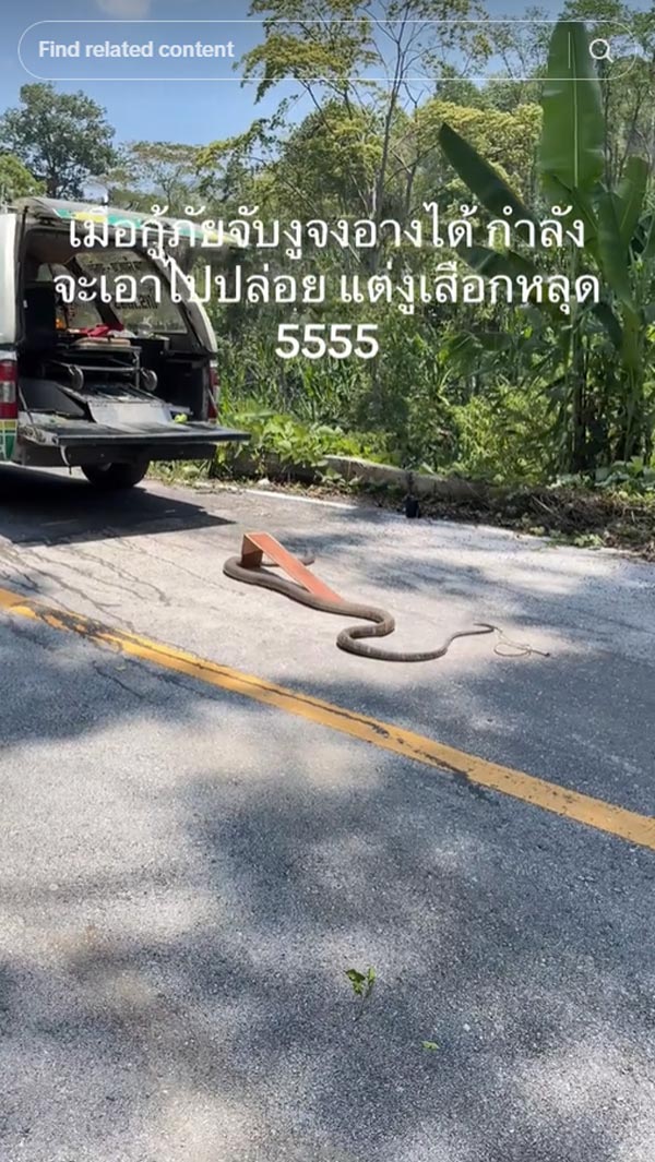 จงอาง 3 เมตร หลุด จงอาง 3 เมตร หลุด