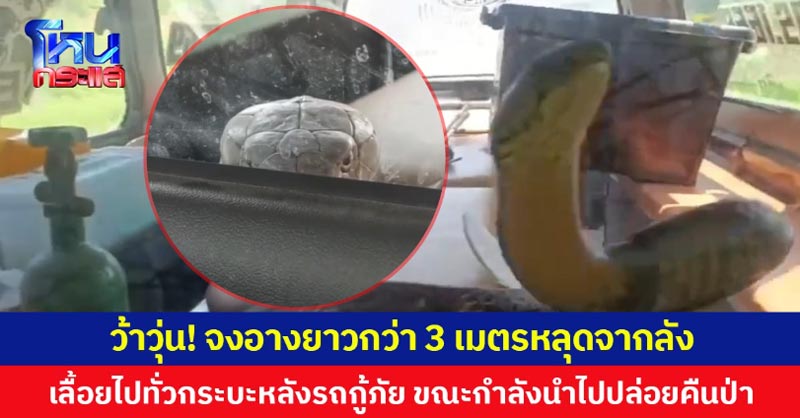 จงอาง 3 เมตร หลุด จงอาง 3 เมตร หลุด