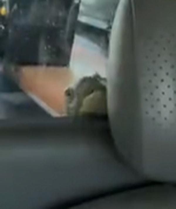 จงอาง 3 เมตร หลุด จงอาง 3 เมตร หลุด