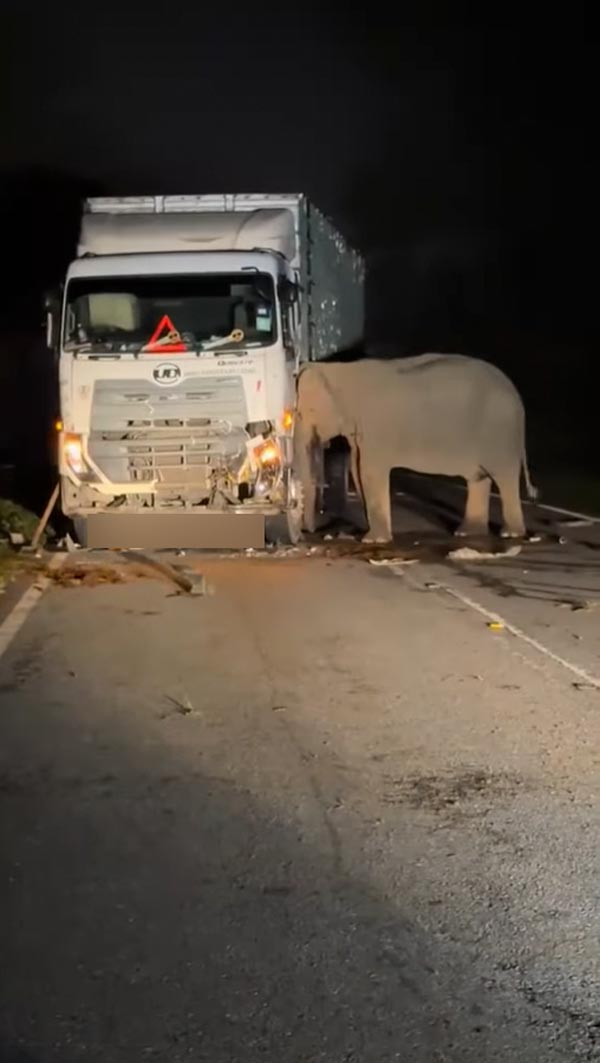 รถบรรทุกชนลูกช้าง รถบรรทุกชนลูกช้าง