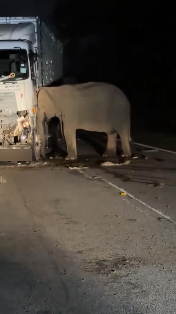 รถชนลูกช้าง รถชนลูกช้าง