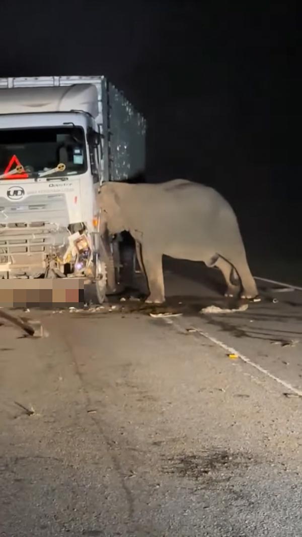 แม่ช้างช่วยลูกช้างถูกรถบรรทุกชน แม่ช้างช่วยลูกช้างถูกรถบรรทุกชน