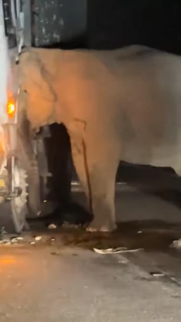 รถบรรทุกชนลูกช้าง รถบรรทุกชนลูกช้าง