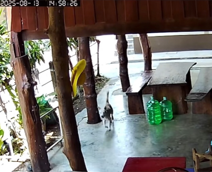 หมอหุงข้าวหาย ใครเอาไป หมอหุงข้าวหาย ใครเอาไป